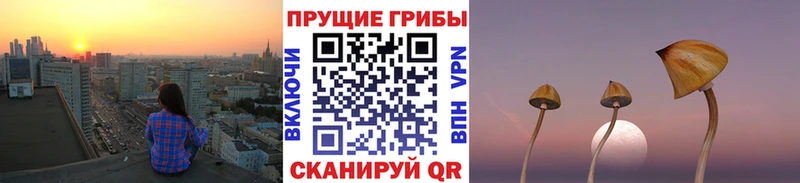 Псилоцибиновые грибы Cubensis Новоалтайск